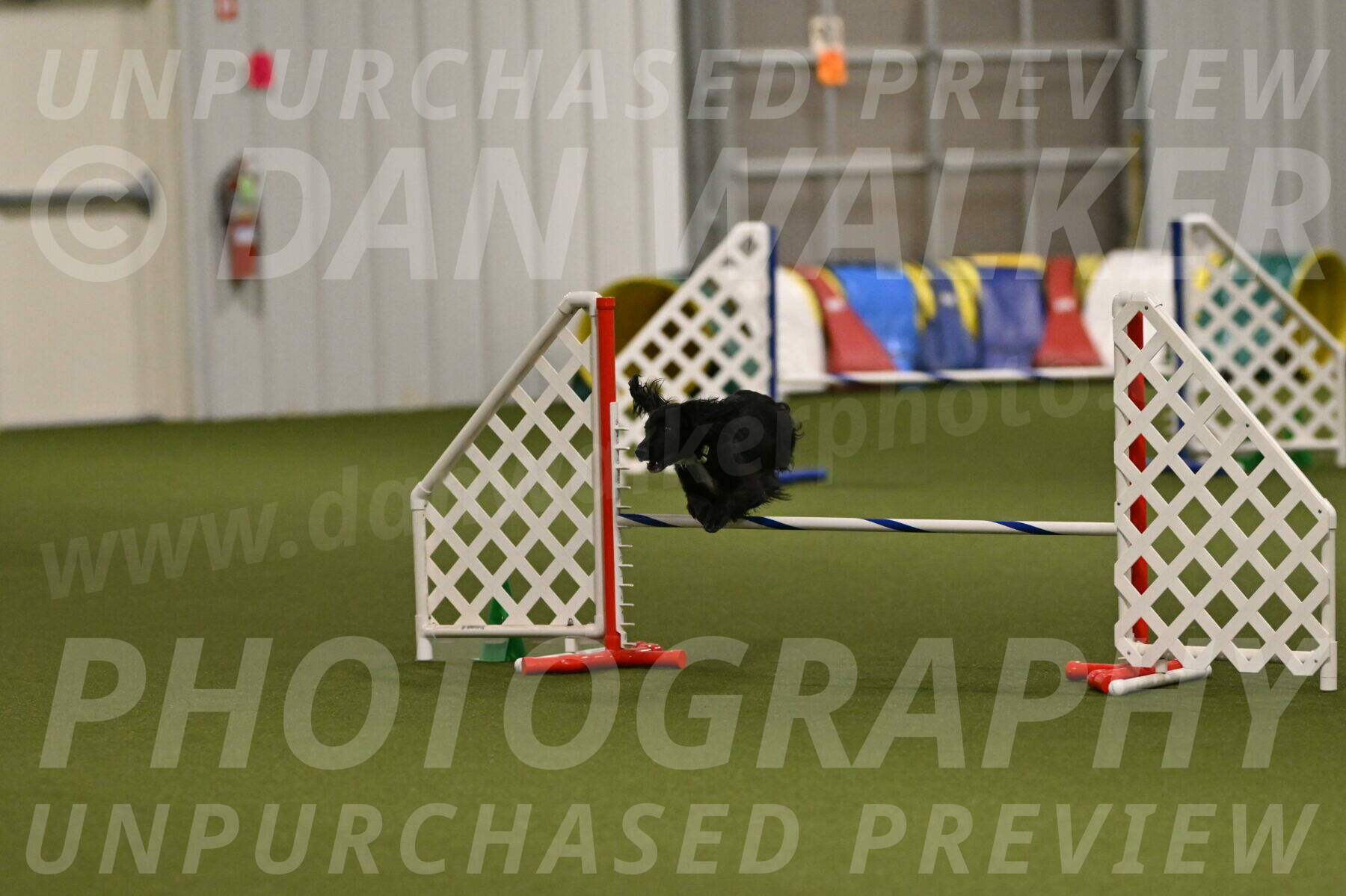 Falcon-Jessica-Murray-06288