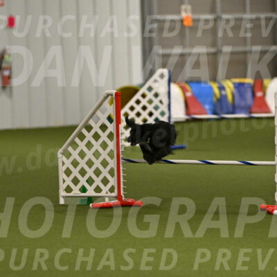 Falcon-Jessica-Murray-06288