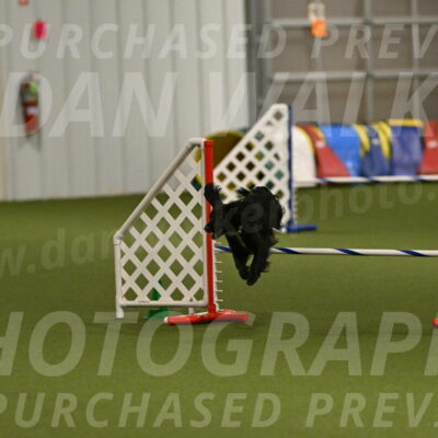 Falcon-Jessica-Murray-06289