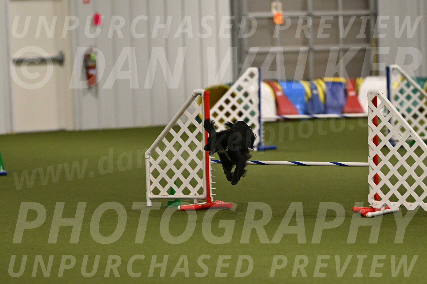 Falcon-Jessica-Murray-06289