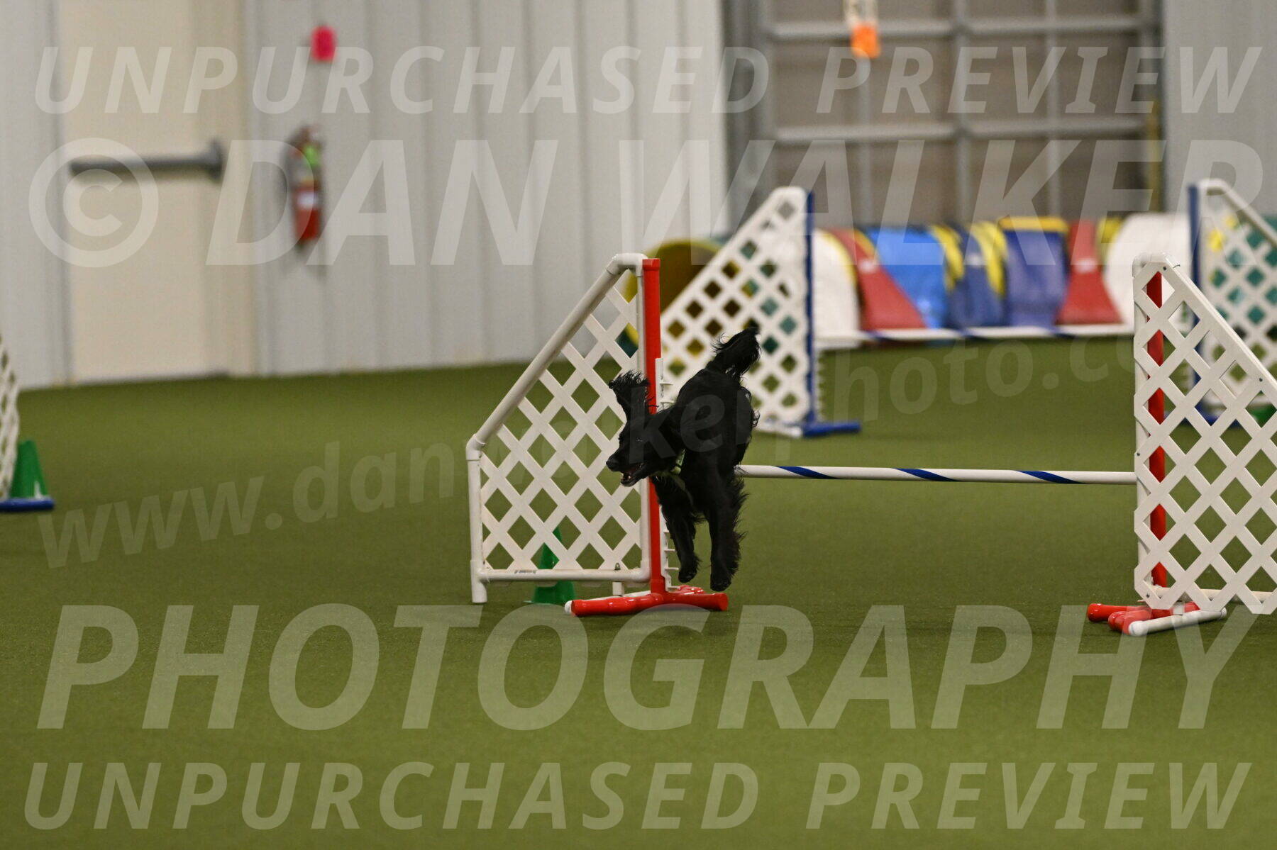 Falcon-Jessica-Murray-06290