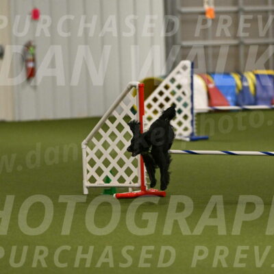 Falcon-Jessica-Murray-06290