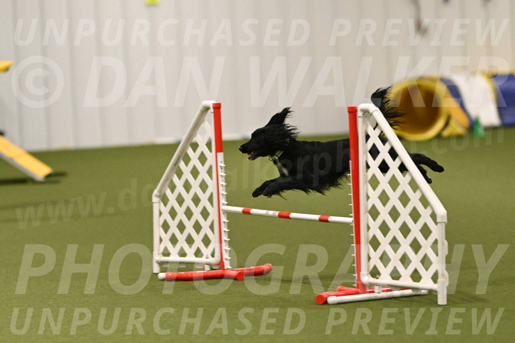 Falcon-Jessica-Murray-06291