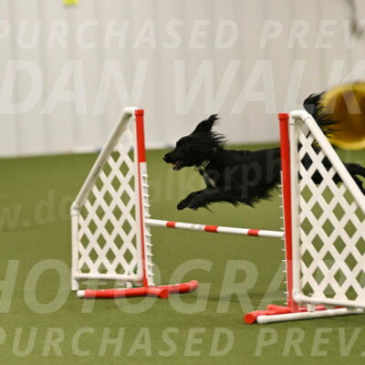 Falcon-Jessica-Murray-06291