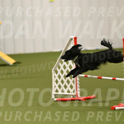 Falcon-Jessica-Murray-06292