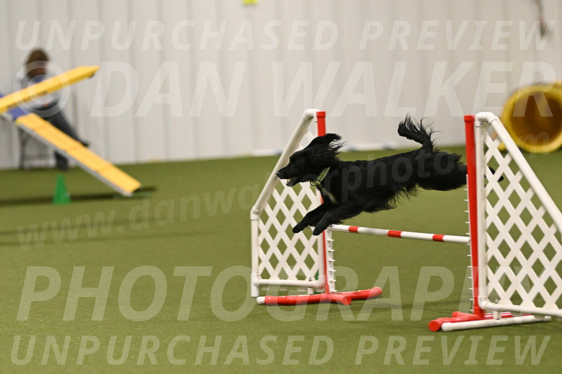 Falcon-Jessica-Murray-06292