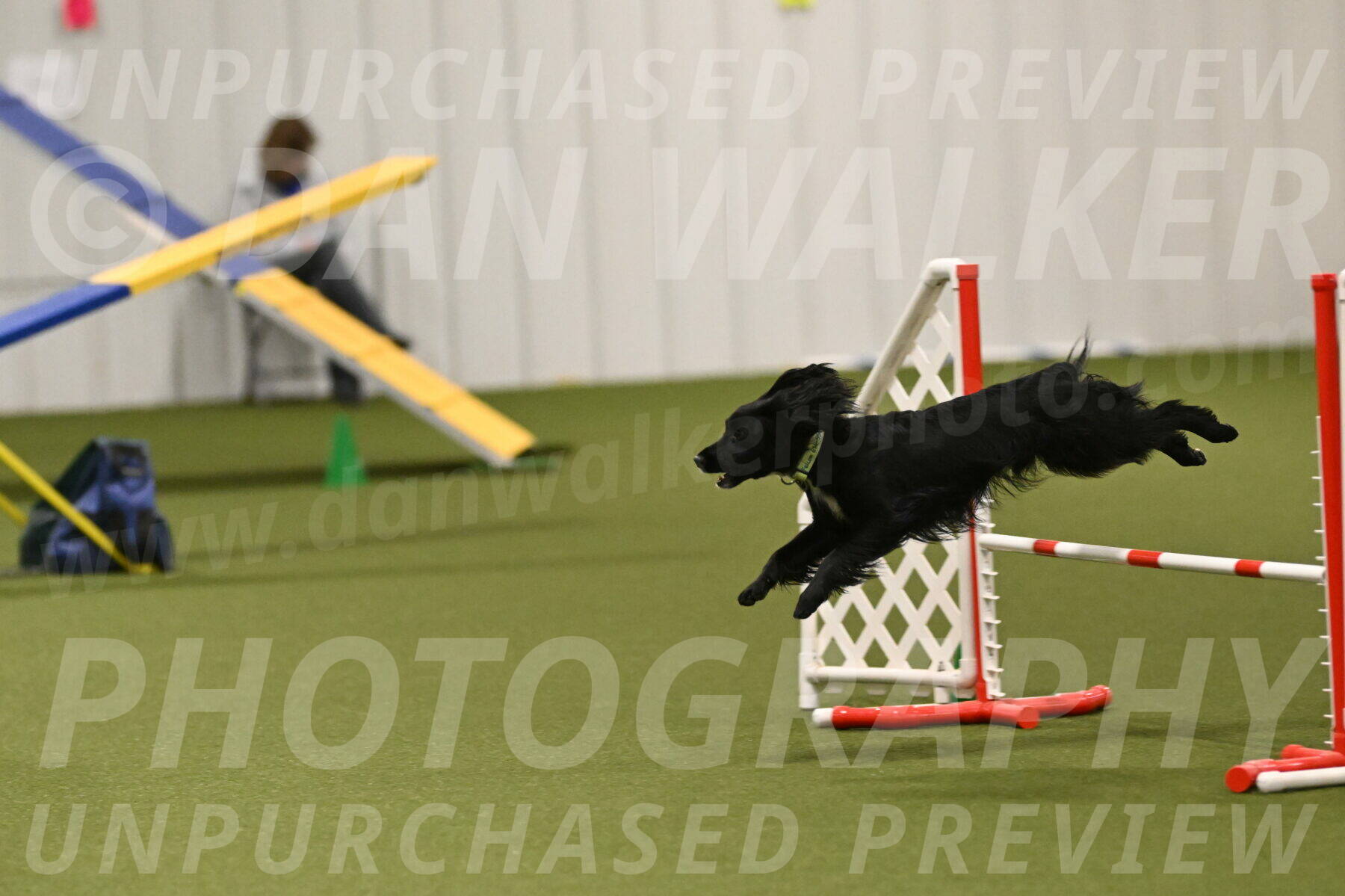 Falcon-Jessica-Murray-06293