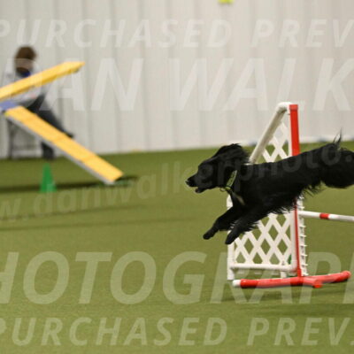 Falcon-Jessica-Murray-06293