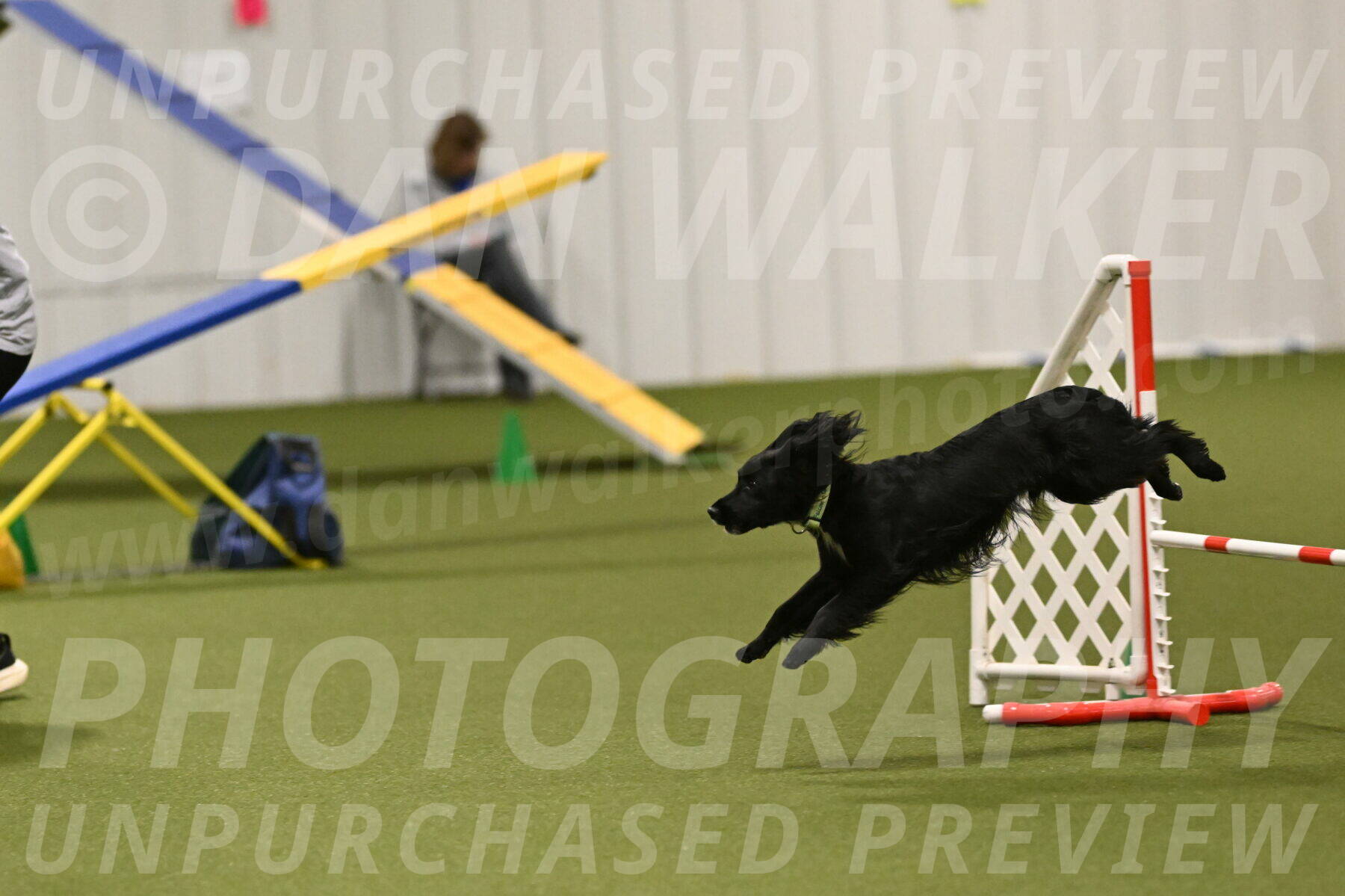 Falcon-Jessica-Murray-06294