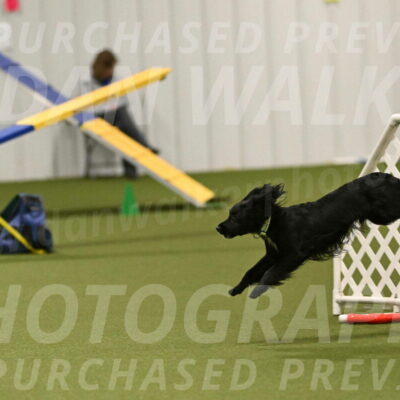 Falcon-Jessica-Murray-06294