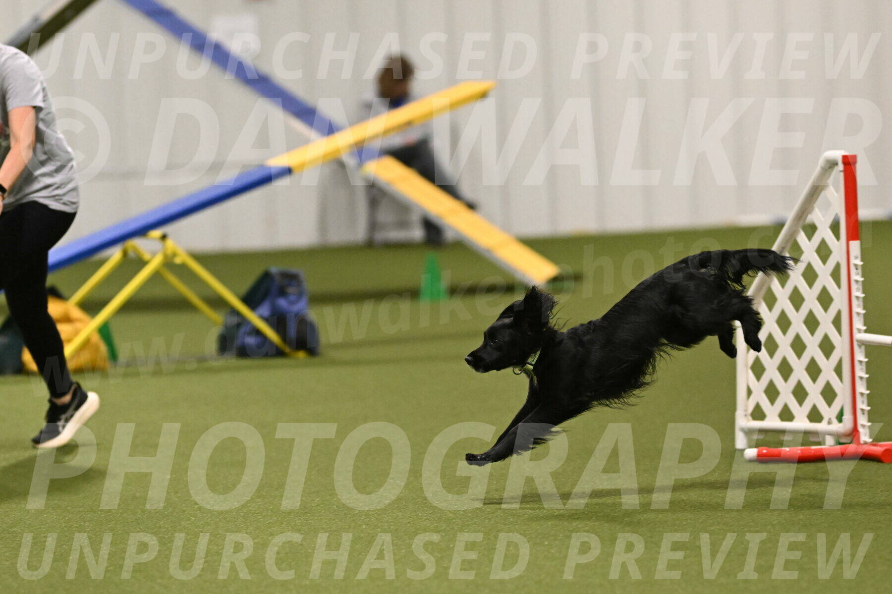 Falcon-Jessica-Murray-06295