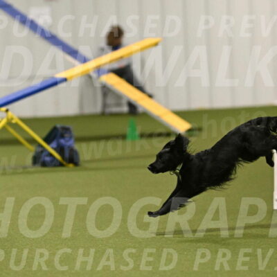 Falcon-Jessica-Murray-06295