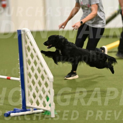 Falcon-Jessica-Murray-06296