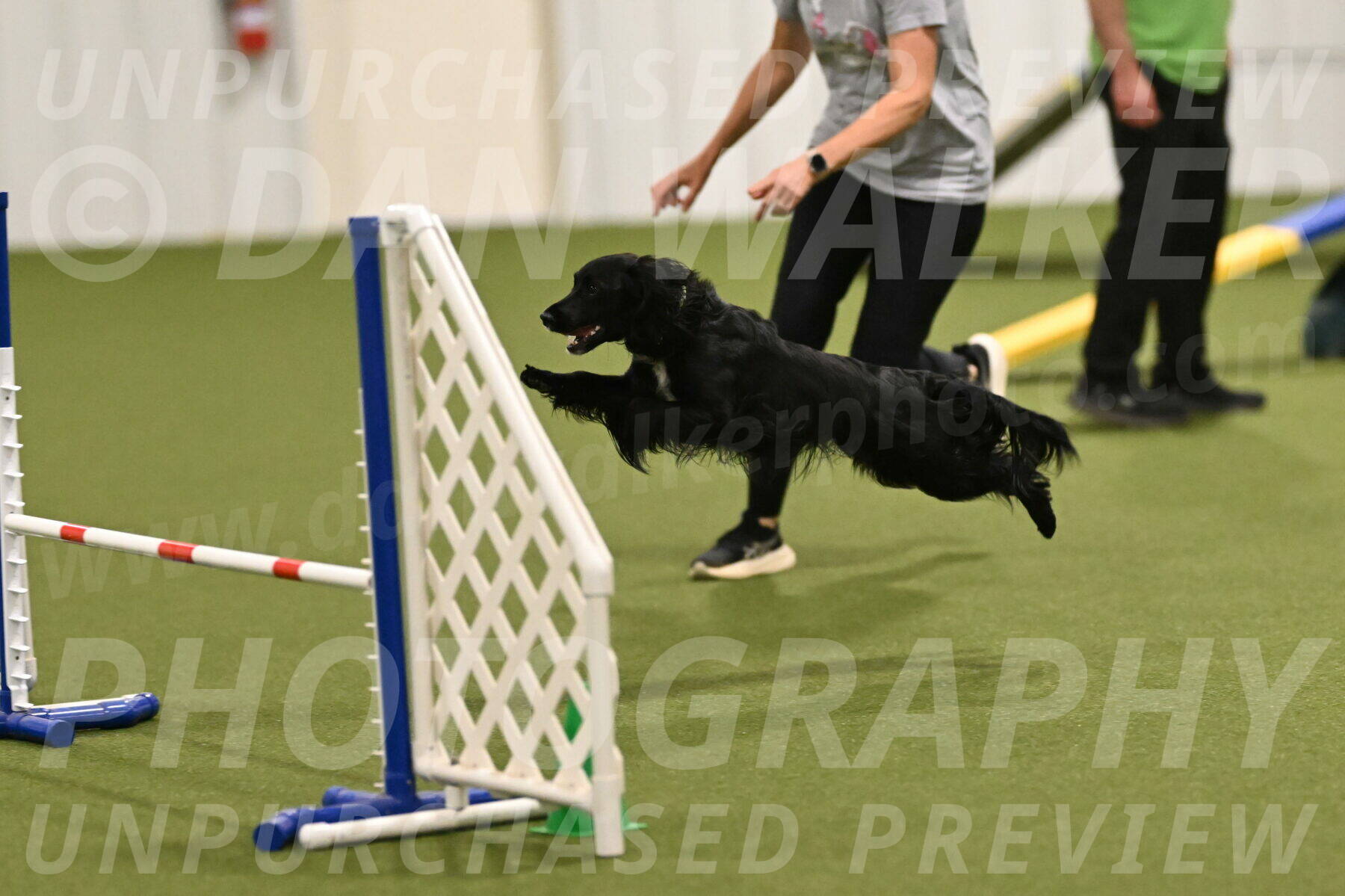 Falcon-Jessica-Murray-06296