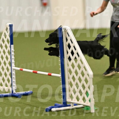 Falcon-Jessica-Murray-06297