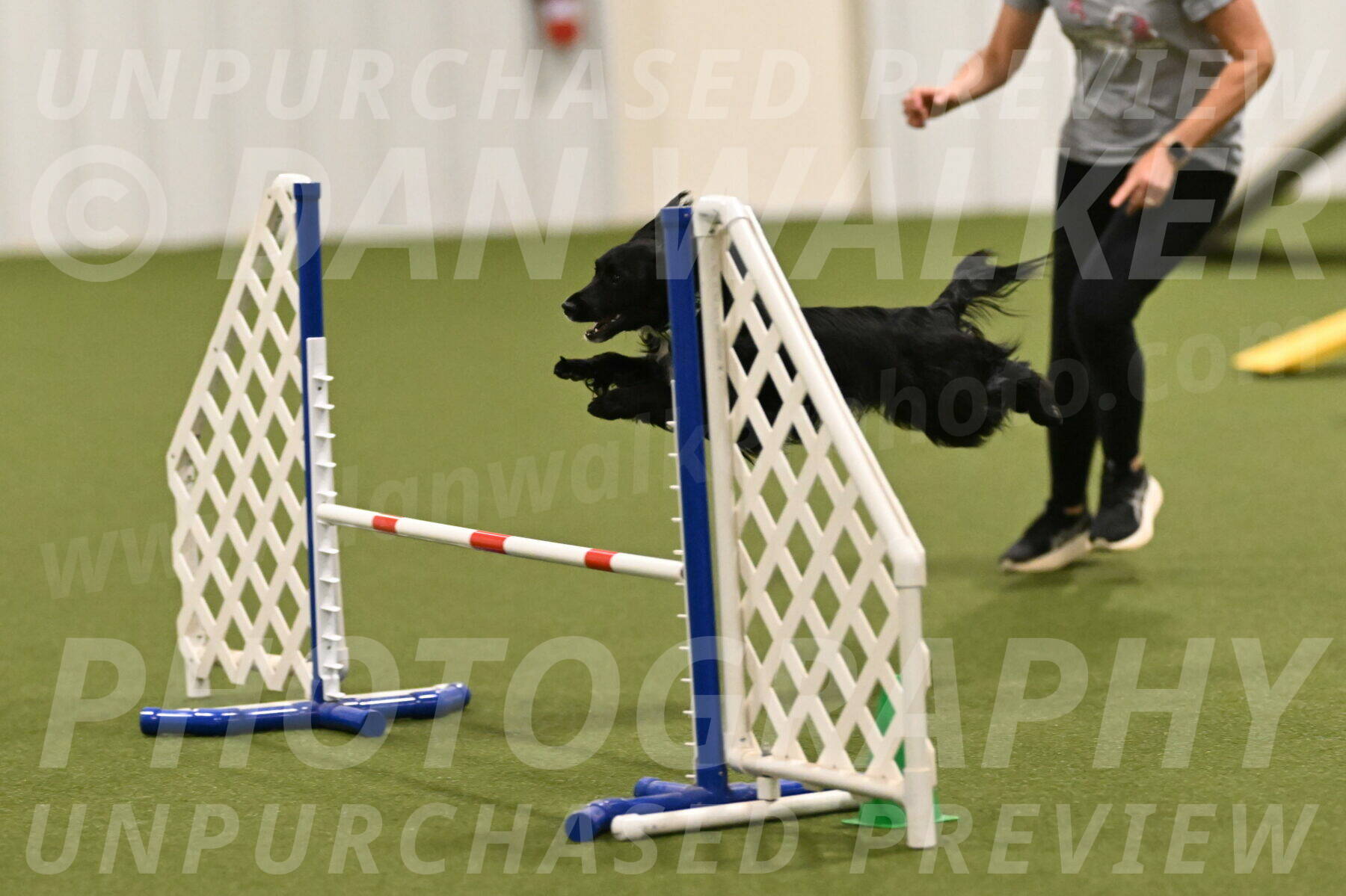 Falcon-Jessica-Murray-06297