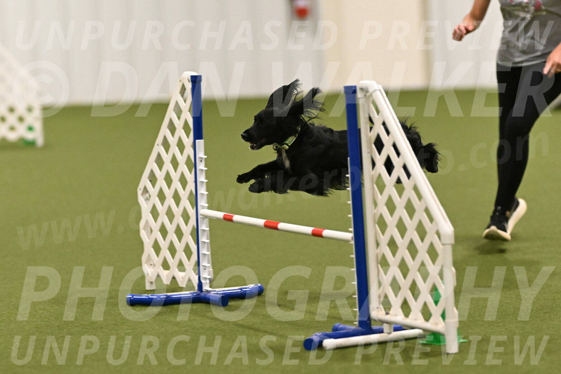 Falcon-Jessica-Murray-06298