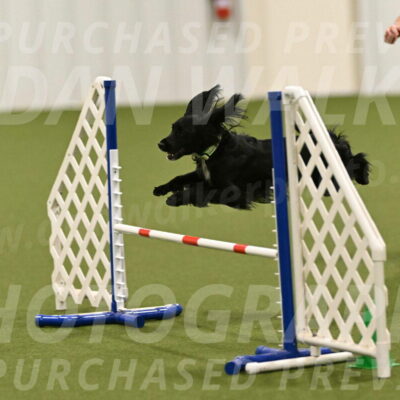 Falcon-Jessica-Murray-06298