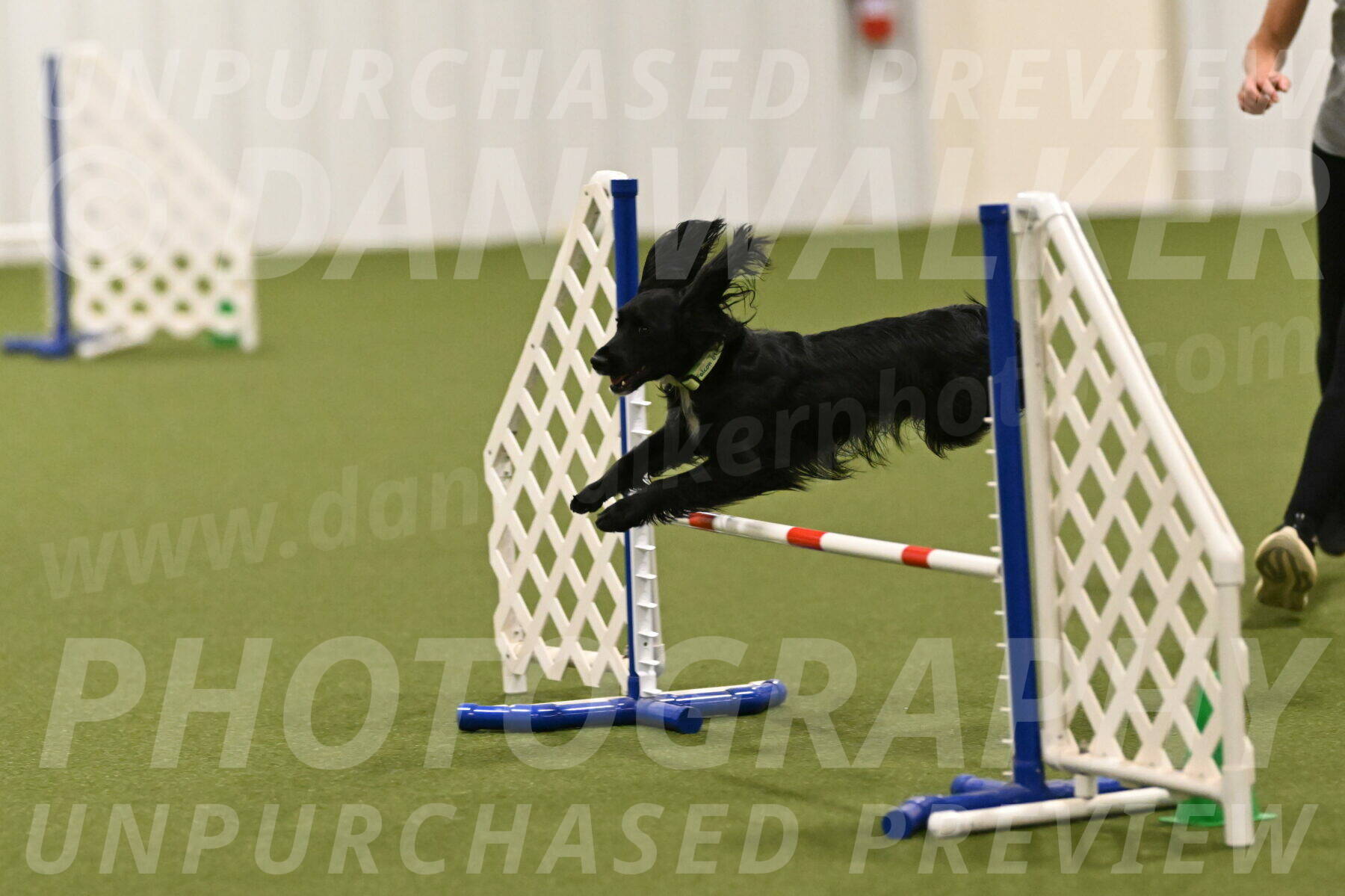 Falcon-Jessica-Murray-06299