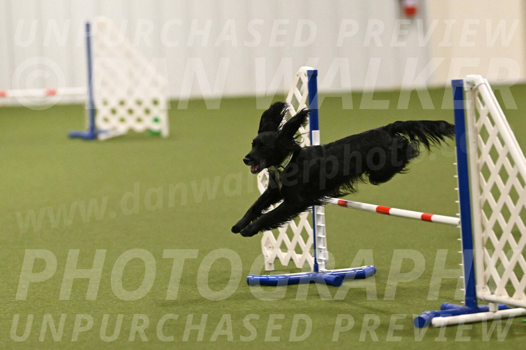 Falcon-Jessica-Murray-06300