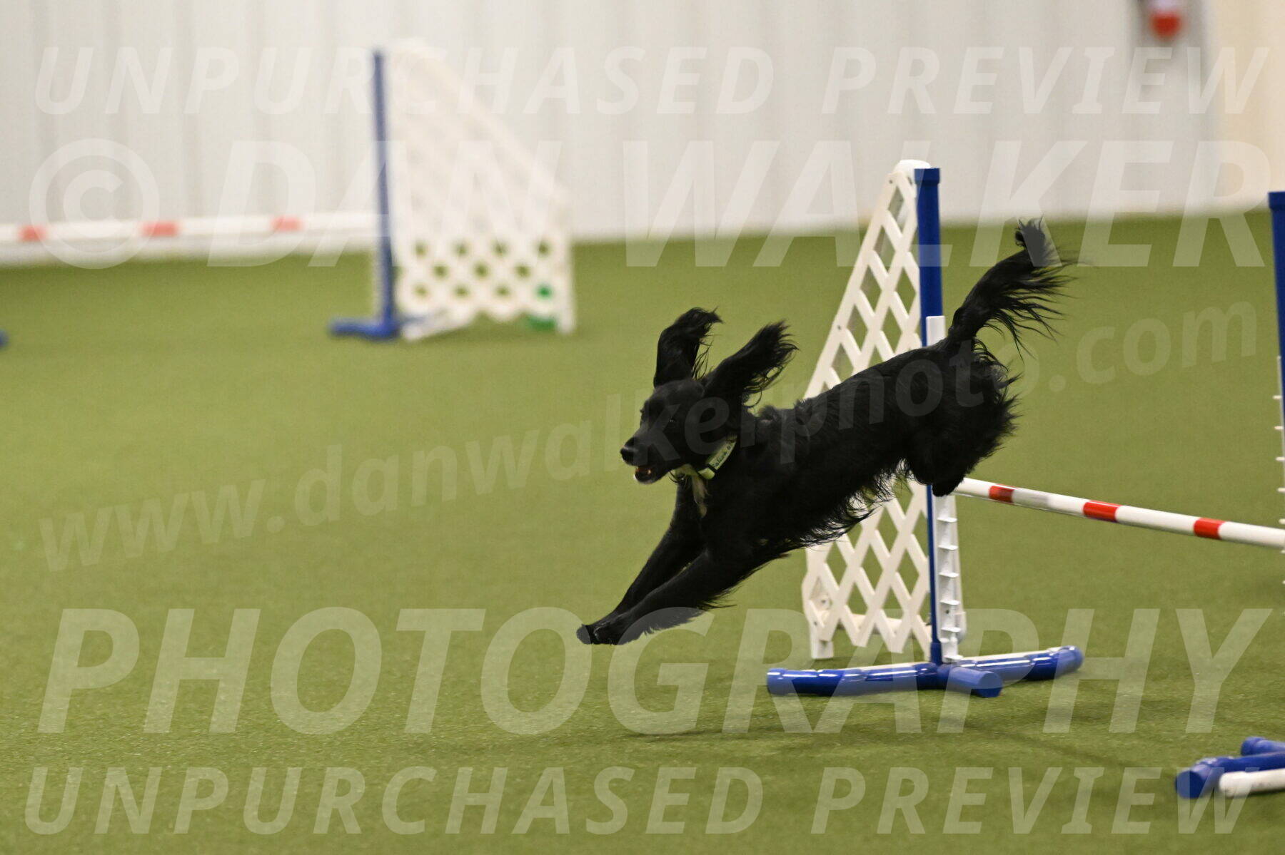 Falcon-Jessica-Murray-06301