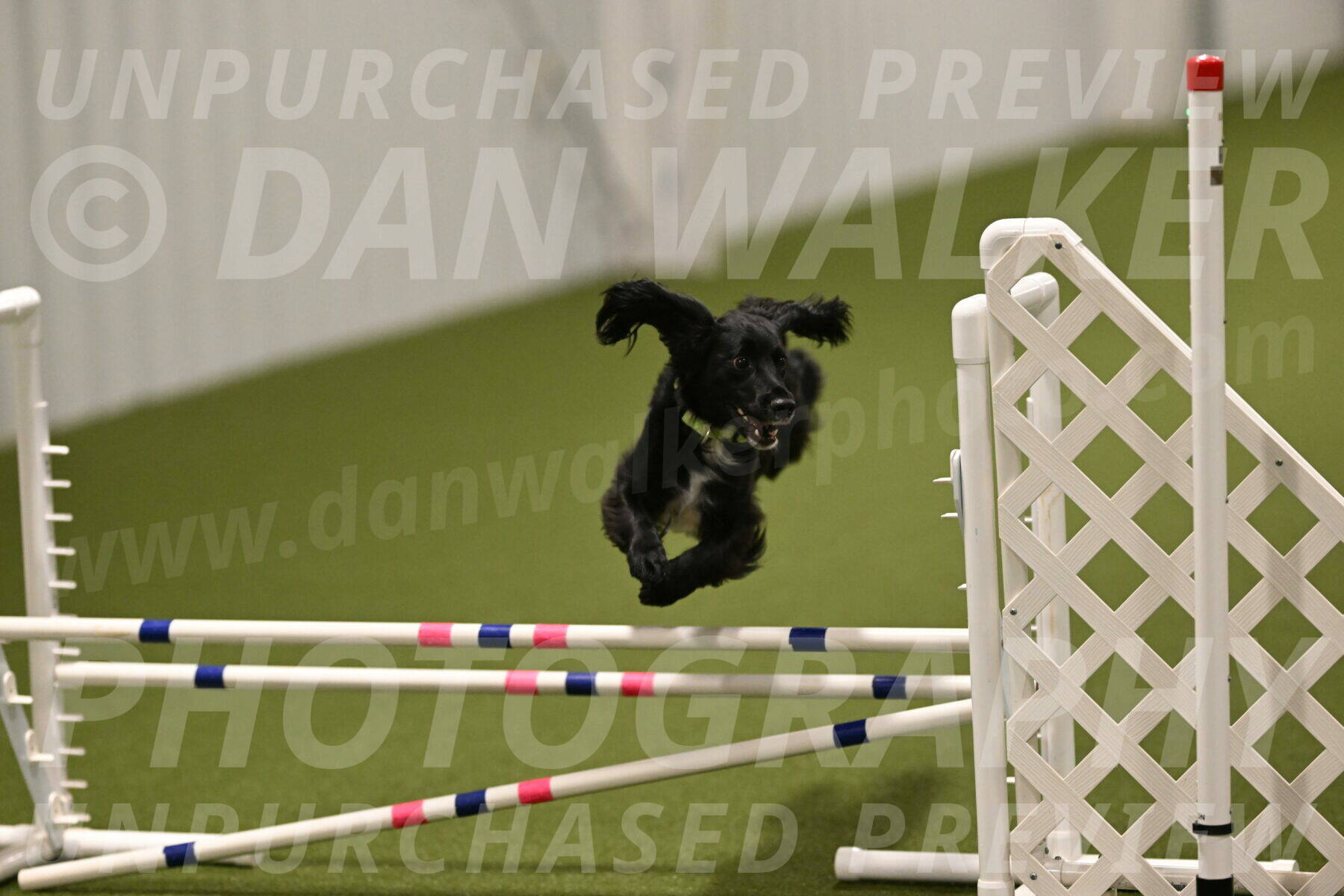 Falcon-Jessica-Murray-06302