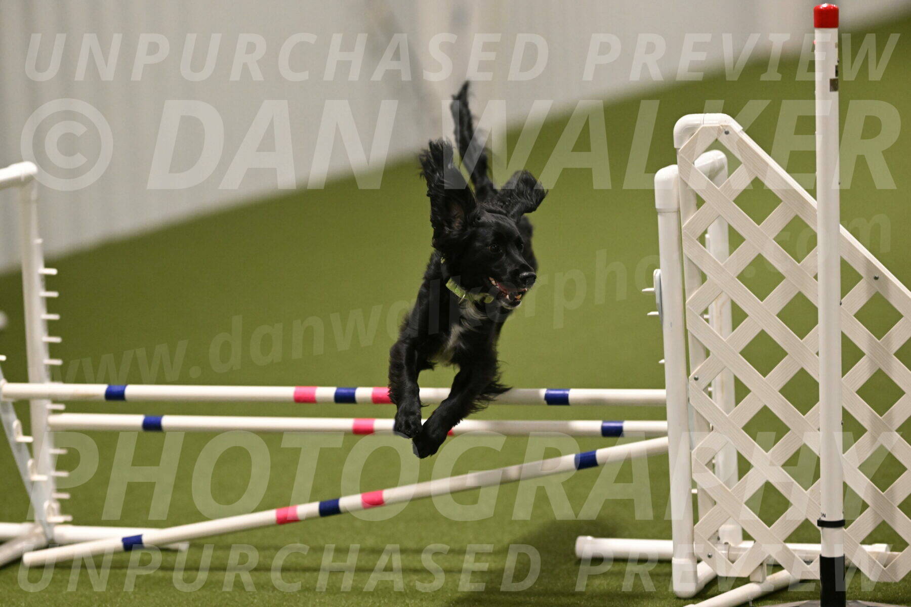 Falcon-Jessica-Murray-06303