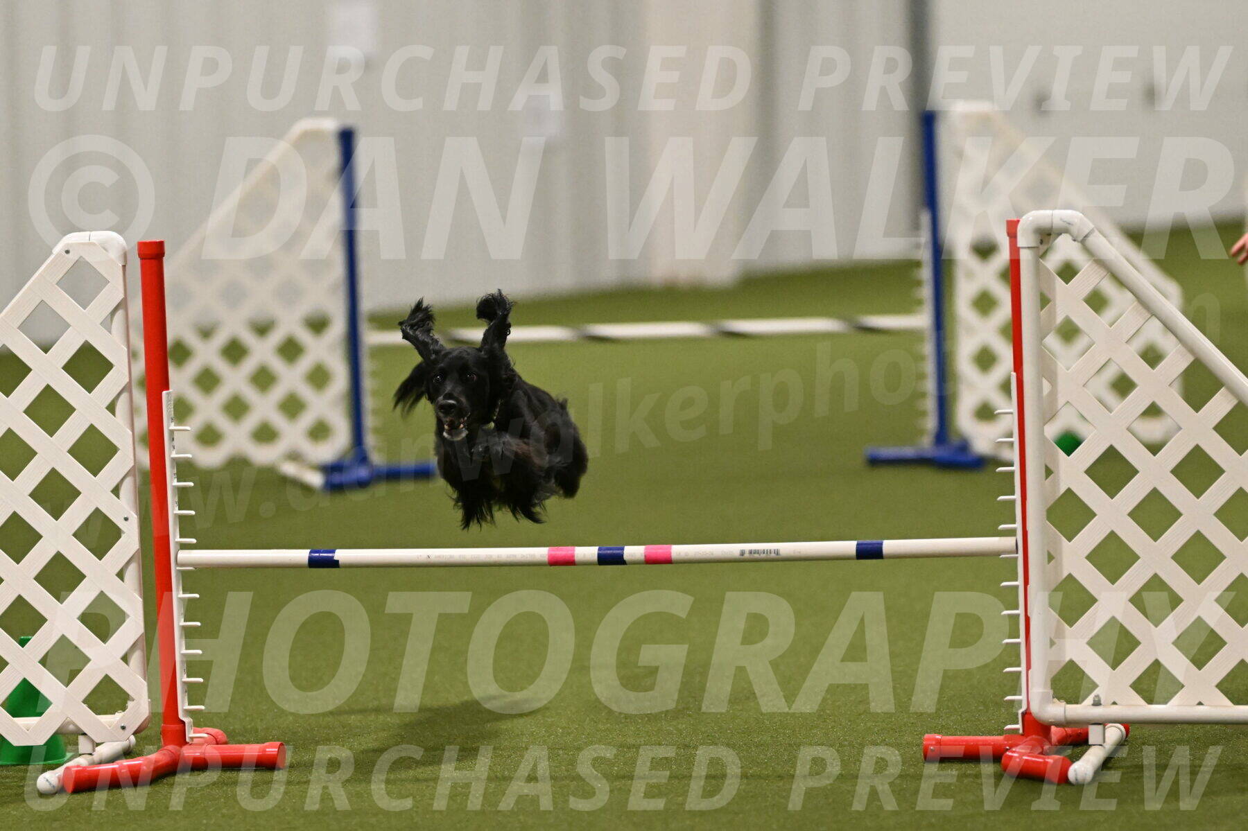 Falcon-Jessica-Murray-06305