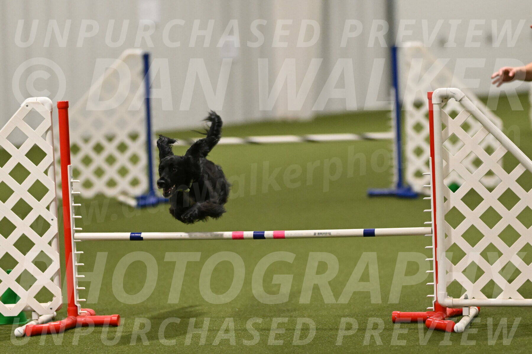 Falcon-Jessica-Murray-06306