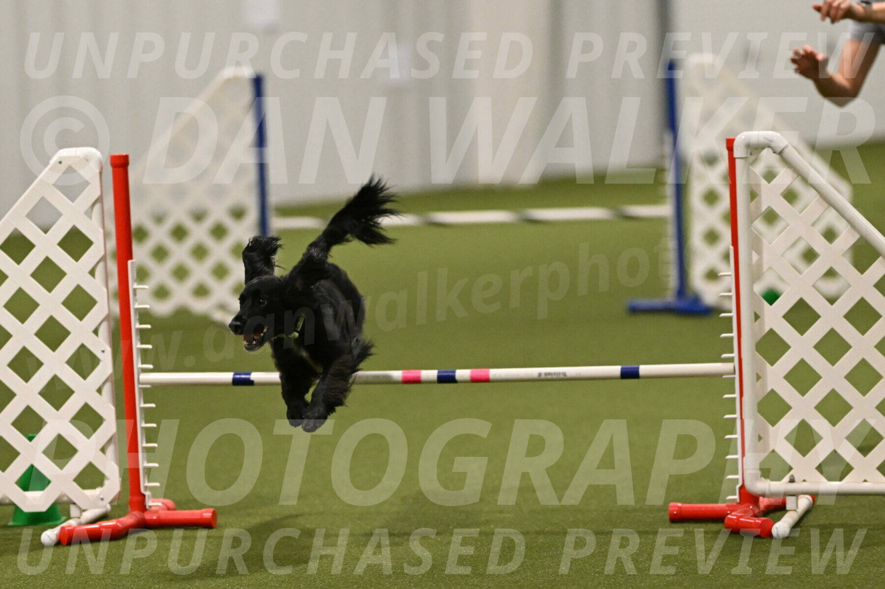 Falcon-Jessica-Murray-06307