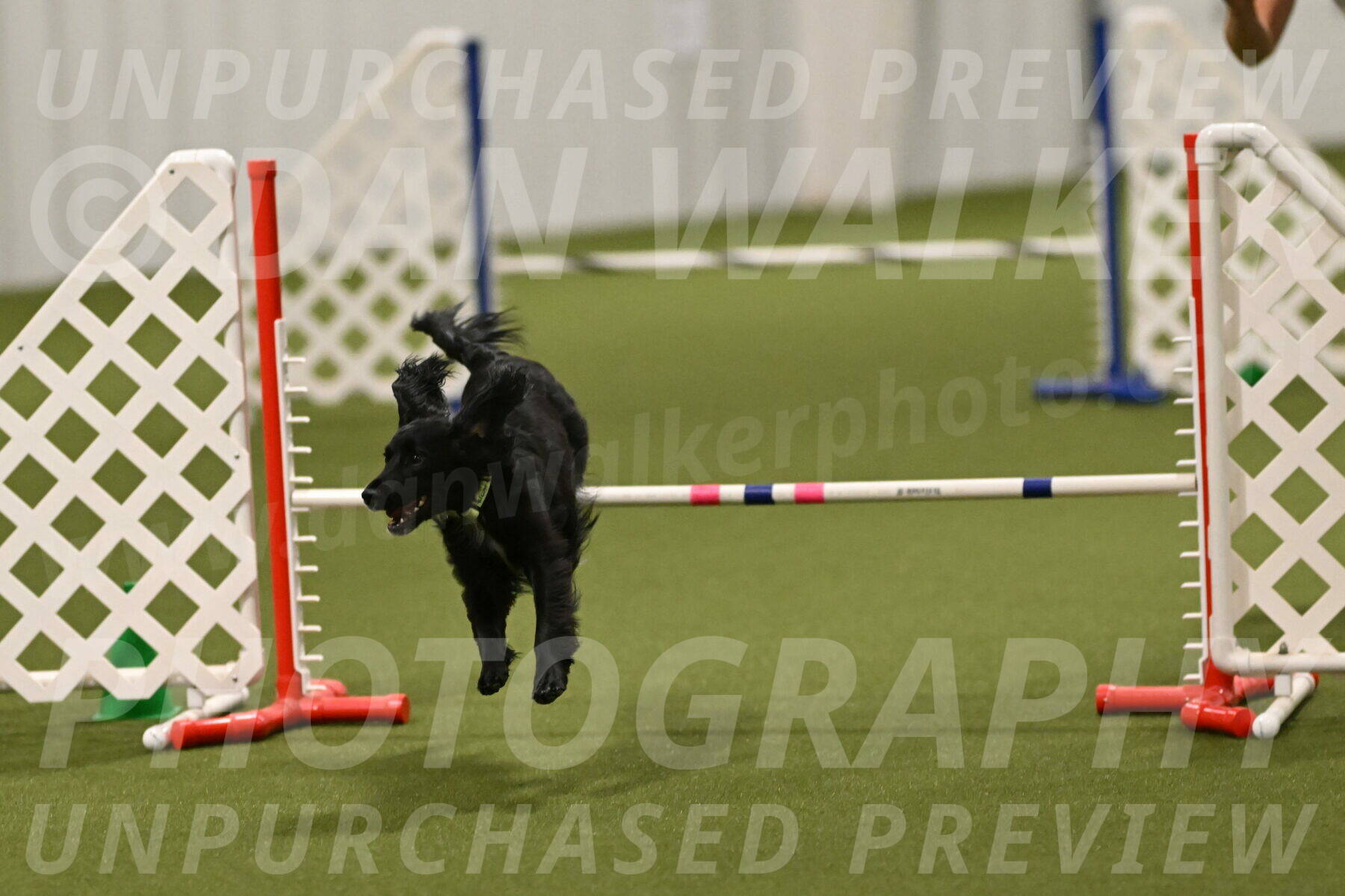 Falcon-Jessica-Murray-06308