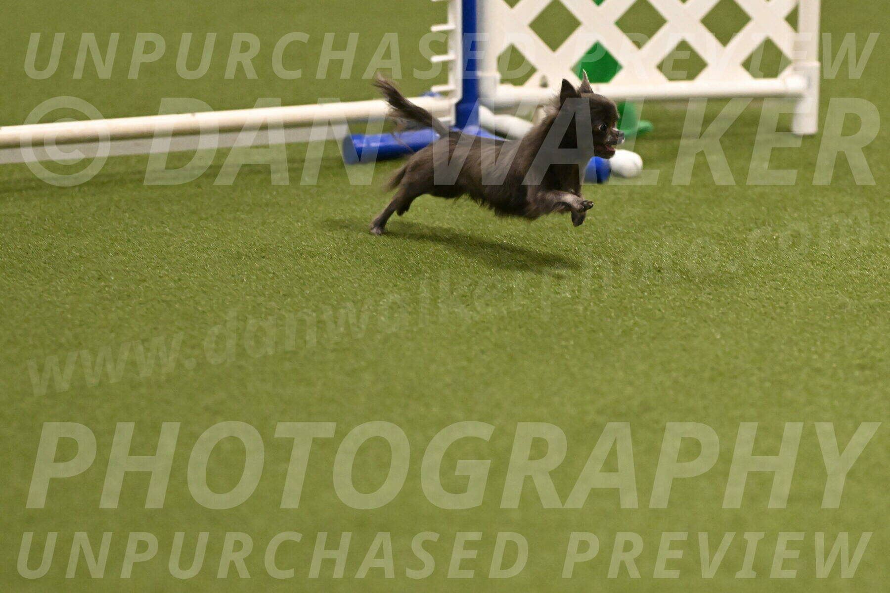 Felina-Samantha-Yanchik-07650