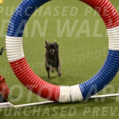 Felina-Samantha-Yanchik-07653