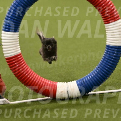 Felina-Samantha-Yanchik-07654