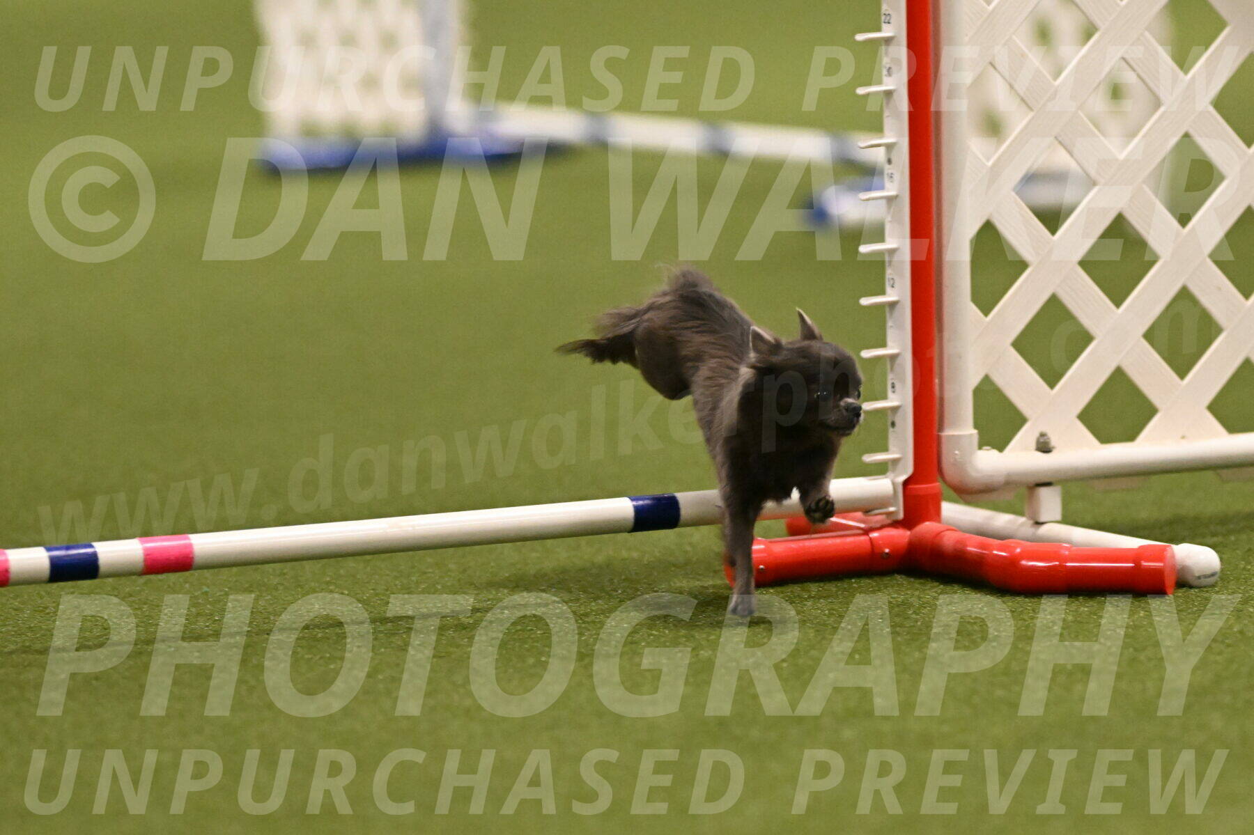 Felina-Samantha-Yanchik-07660