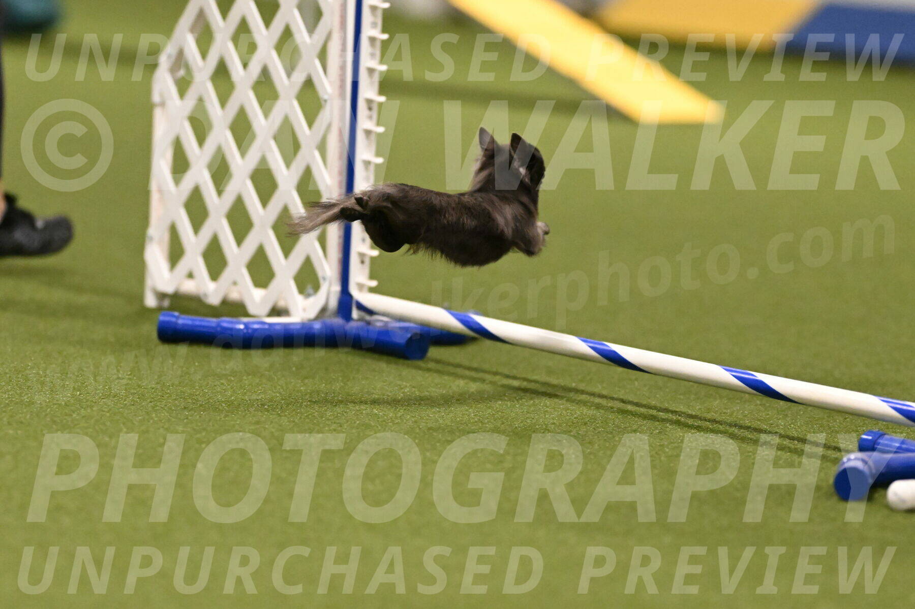 Felina-Samantha-Yanchik-07661