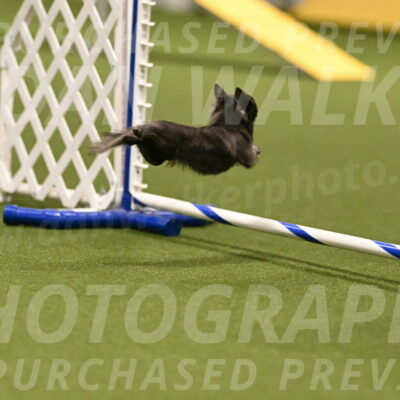 Felina-Samantha-Yanchik-07661