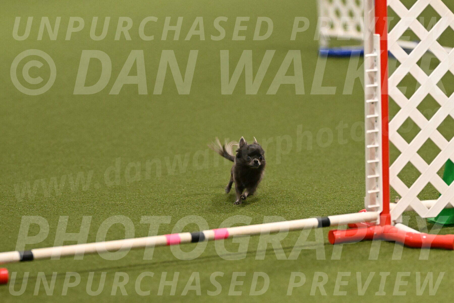 Felina-Samantha-Yanchik-07662