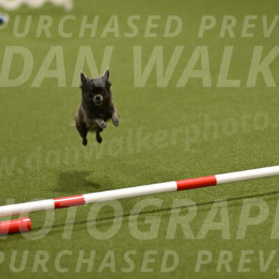 Felina-Samantha-Yanchik-07668