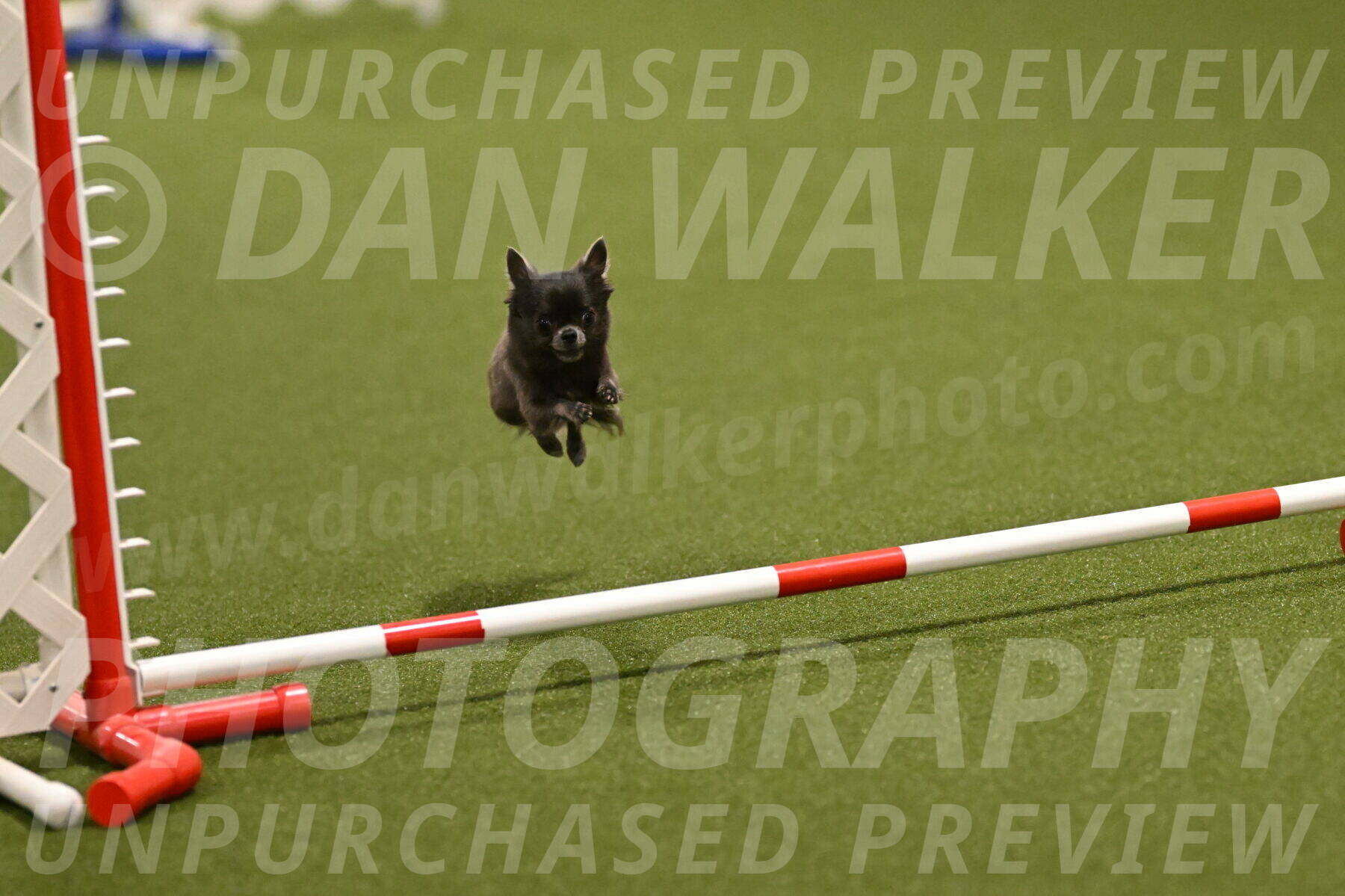 Felina-Samantha-Yanchik-07669