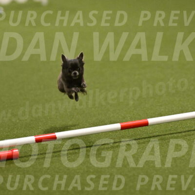 Felina-Samantha-Yanchik-07669