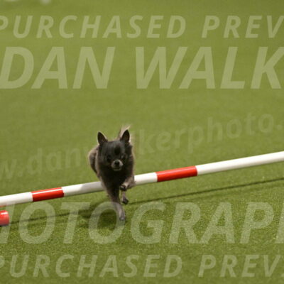 Felina-Samantha-Yanchik-07671