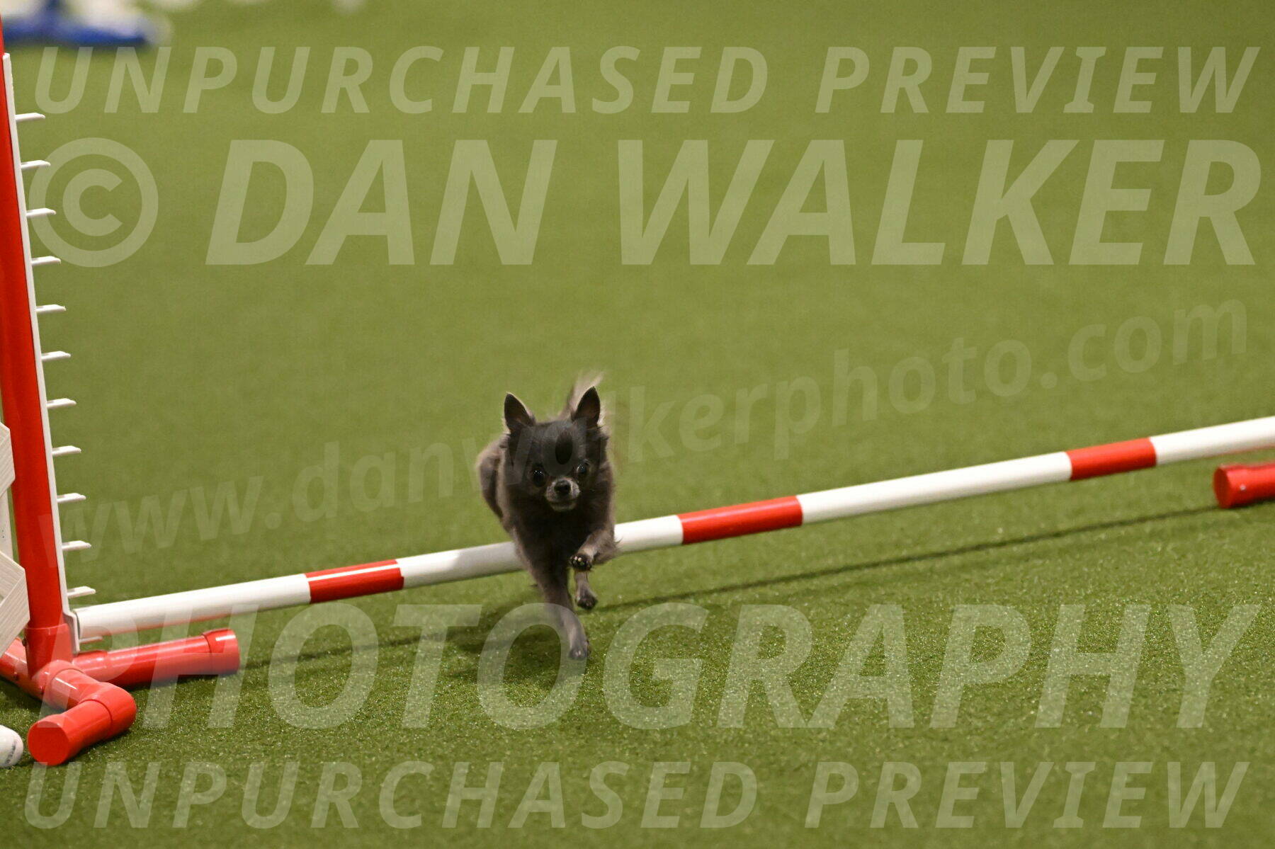 Felina-Samantha-Yanchik-07671