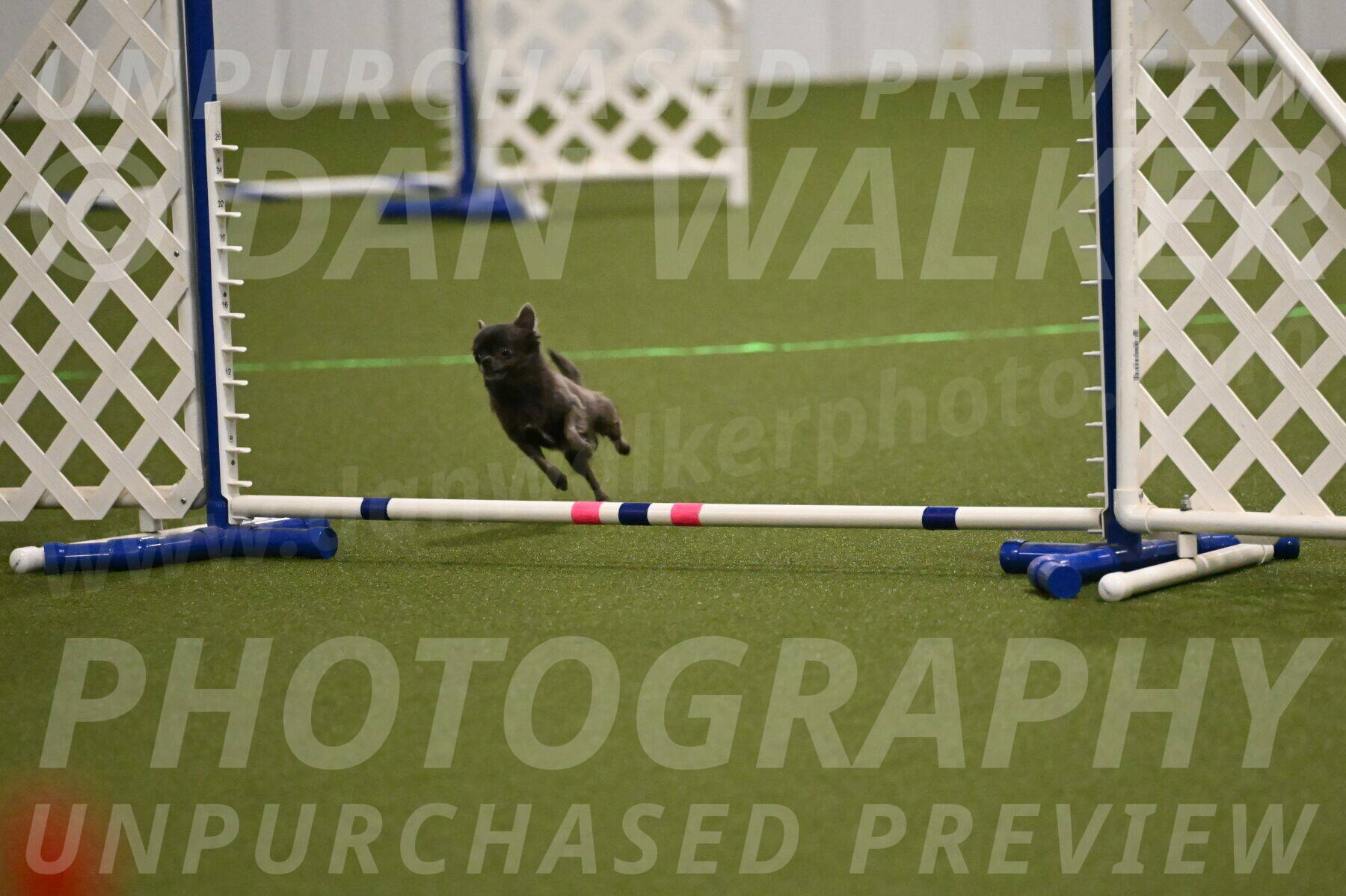 Felina-Samantha-Yanchik-07672