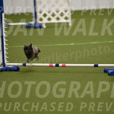 Felina-Samantha-Yanchik-07674