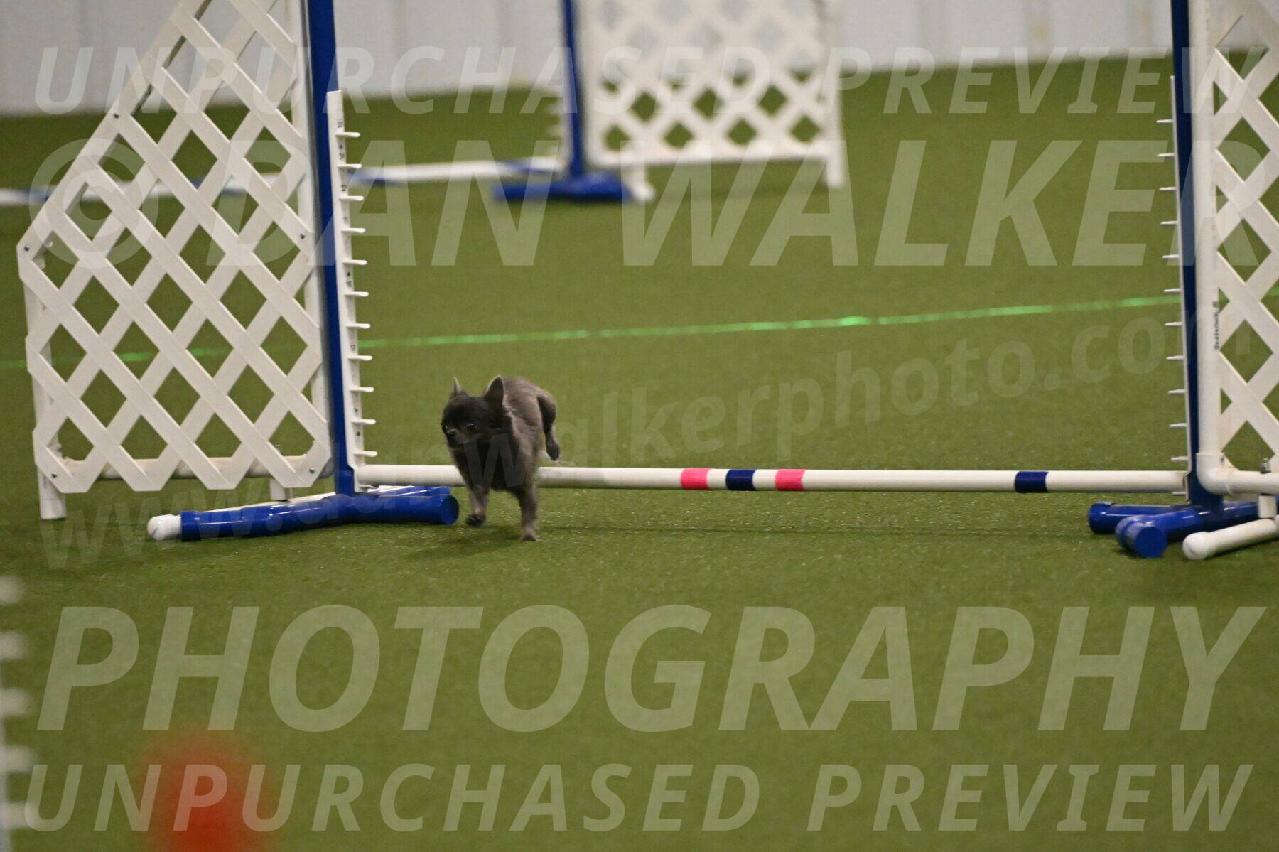 Felina-Samantha-Yanchik-07675