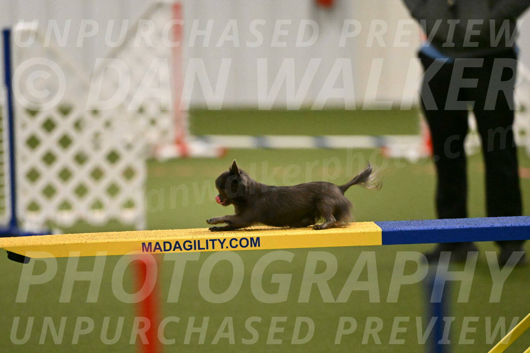 Felina-Samantha-Yanchik-07681