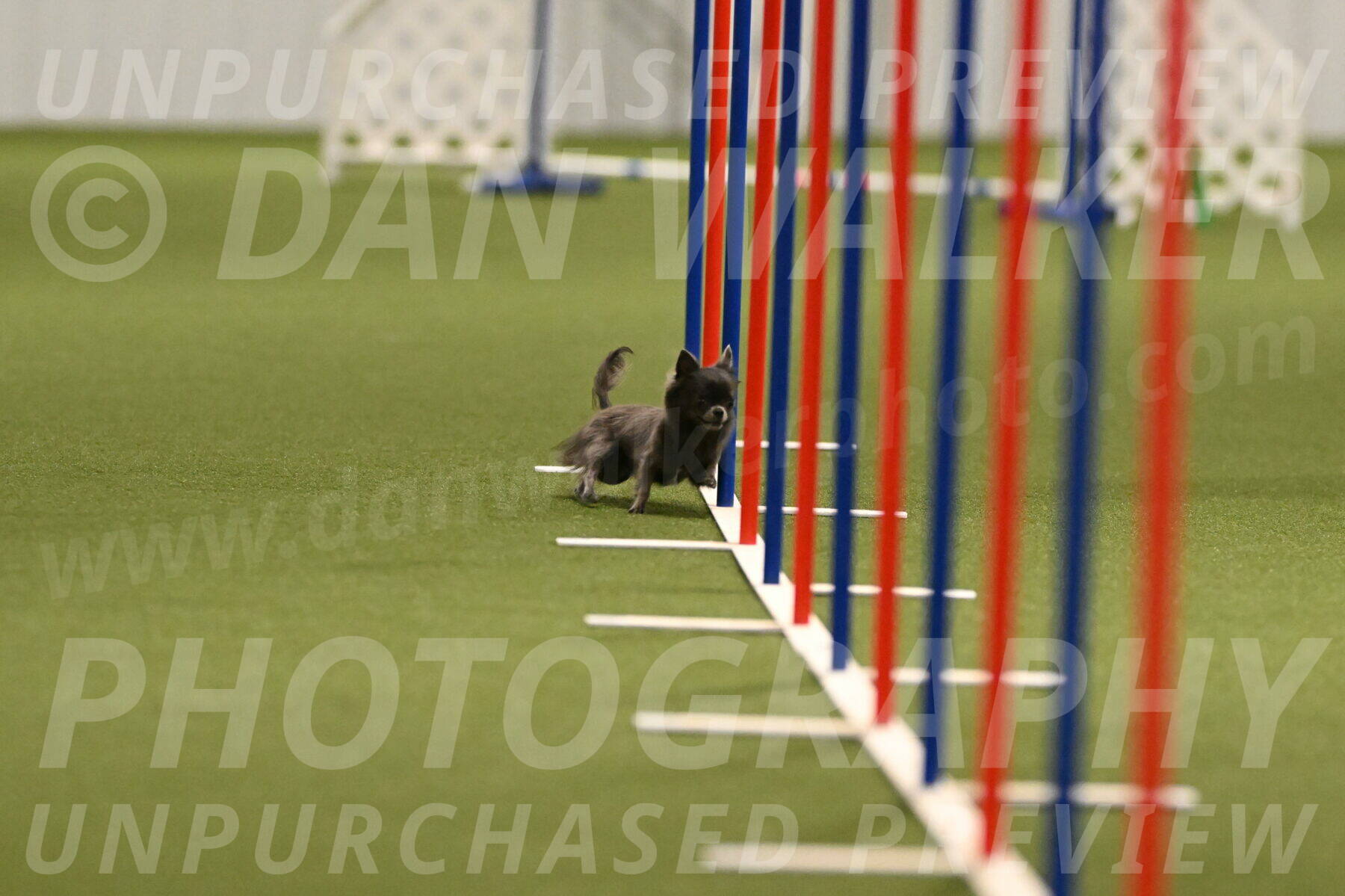 Felina-Samantha-Yanchik-07682