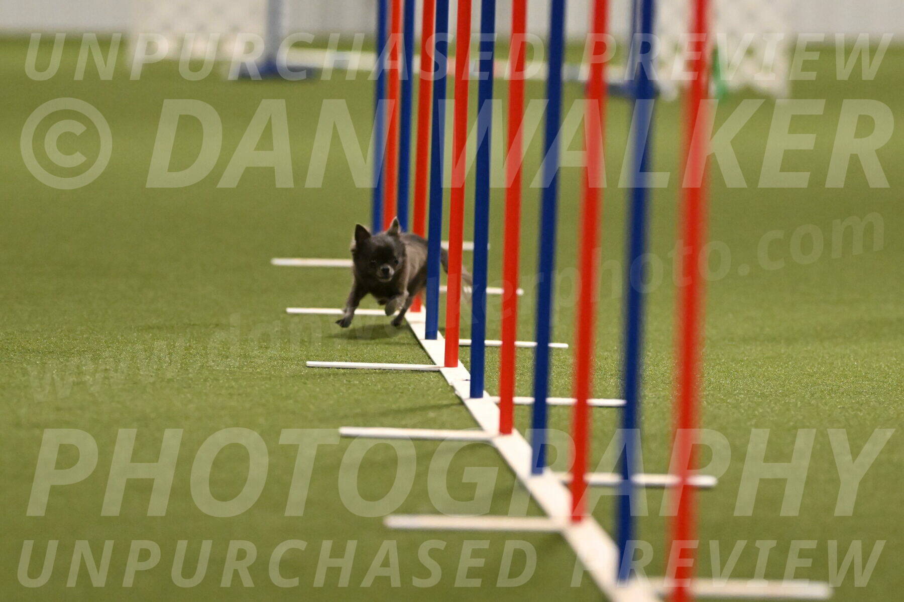 Felina-Samantha-Yanchik-07683