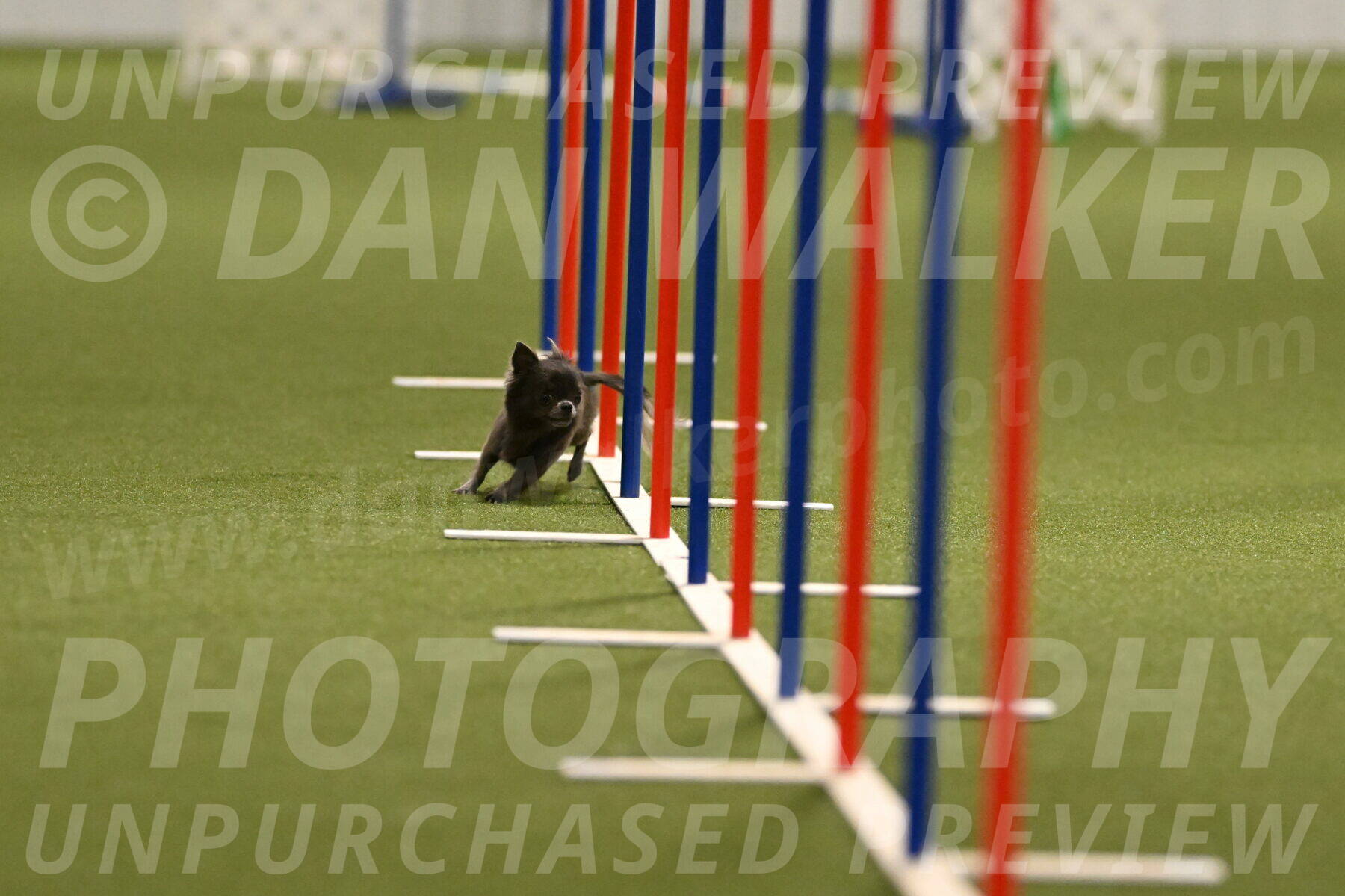 Felina-Samantha-Yanchik-07684